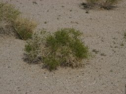 California2007-2008-002